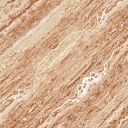 CARREAUX 300X300X6.7MM MATT PLAIN NOVA- "INDE" REF:10424 net